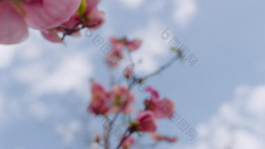 特写镜头粉红色的花开花蓝色的天空云小粉红色的花